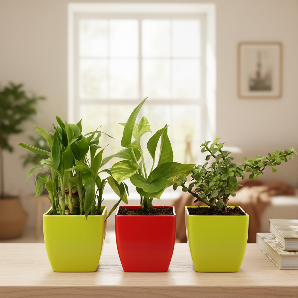 Lucky Plant Combo of 3: Money Plant, Jade Plant, Bamboo Plant in Vibrant Pots.