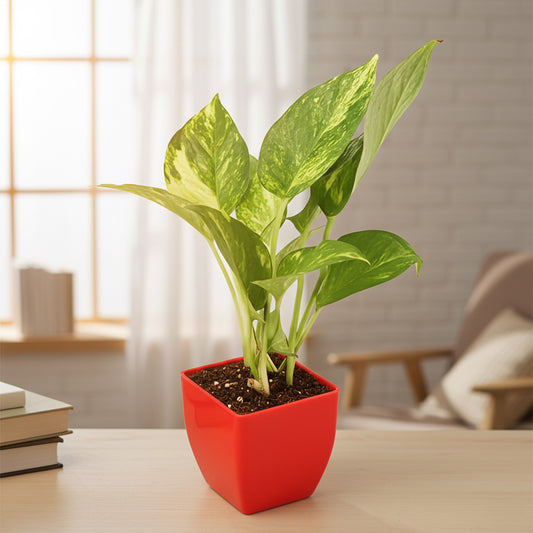 Lucky Plant Combo of 3: Money Plant, Jade Plant, Bamboo Plant in Vibrant Pots.