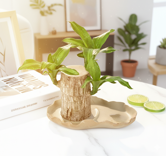 Air-Purifying Beauty: Brazilian Wood Plant