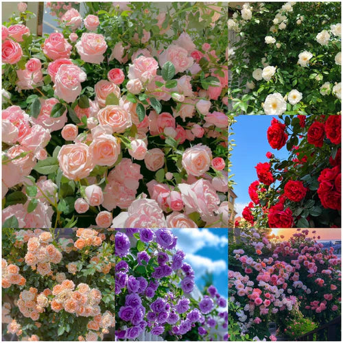 Big Bloom Rose Seeds – Any Place, Any Season (BUY 1 GET 1 FREE)