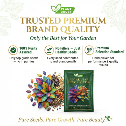 Royal Leaf Hosta Seeds: Buy 1 Get 1 Free