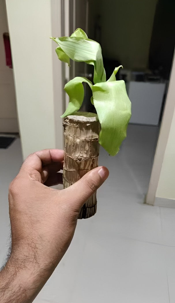 Air-Purifying Beauty: Brazilian Wood Plant
