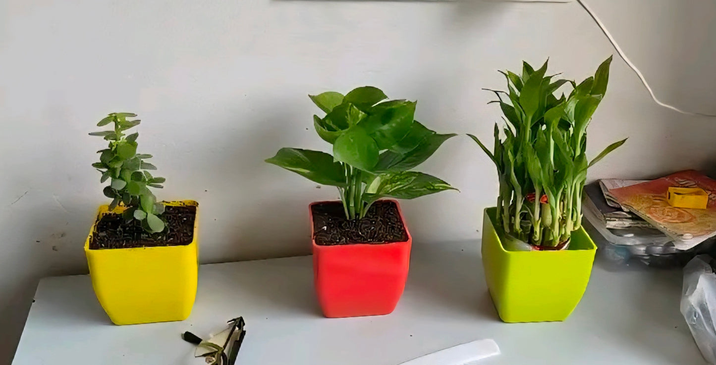 Lucky Plant Combo of 3: Money Plant, Jade Plant, Bamboo Plant in Vibrant Pots.