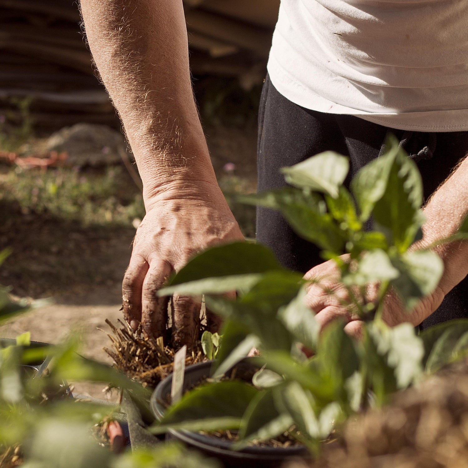 FERTILIZERS