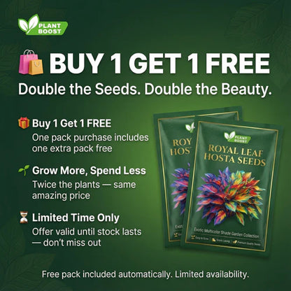 Royal Leaf Hosta Seeds: Buy 1 Get 1 Free