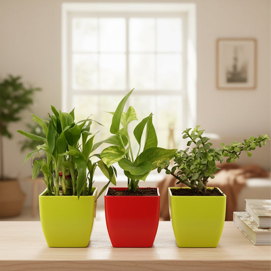 Lucky Plant Combo of 3: Money Plant, Jade Plant, Bamboo Plant in Vibrant Pots.
