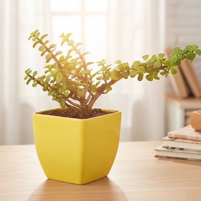 Lucky Plant Combo of 3: Money Plant, Jade Plant, Bamboo Plant in Vibrant Pots.