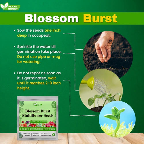 Blossom Burst Multiflora Seeds + Plant Boost Free