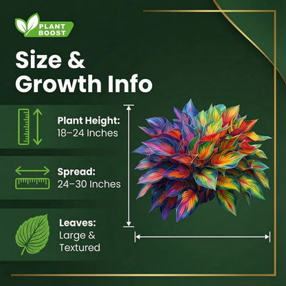 Royal Leaf Hosta Seeds: Buy 1 Get 1 Free