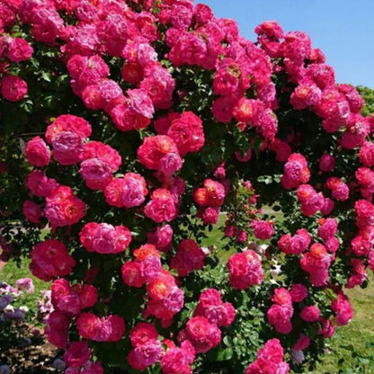 Big Bloom Rose Seeds – Any Place, Any Season (BUY 1 GET 1 FREE)
