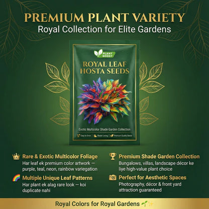 Royal Leaf Hosta Seeds: Buy 1 Get 1 Free