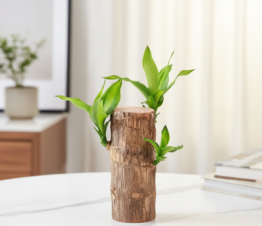 Air-Purifying Beauty: Brazilian Wood Plant