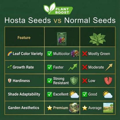 Royal Leaf Hosta Seeds: Buy 1 Get 1 Free