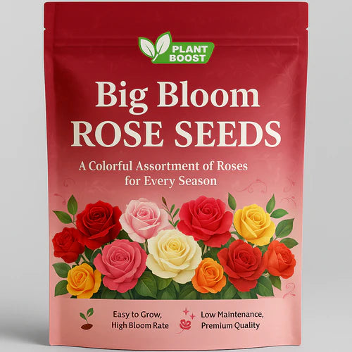 Big Bloom Rose Seeds – Any Place, Any Season (BUY 1 GET 1 FREE)