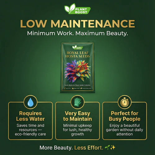 Royal Leaf Hosta Seeds: Buy 1 Get 1 Free