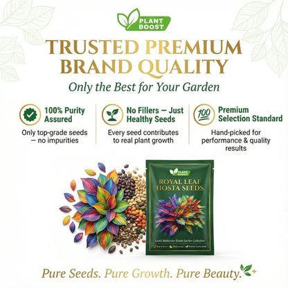 Royal Leaf Hosta Seeds: Buy 1 Get 1 Free